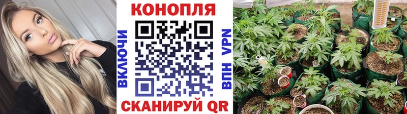 Каннабис планчик  наркотики  Сольцы 